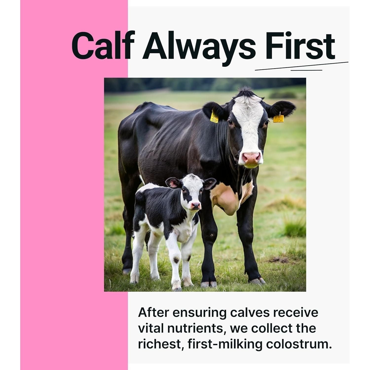 SonoHealth Cowabunga Colostrum – 120g | True 6-Hour First-Milking Colostrum for Immunity, Gut Health & Vitality